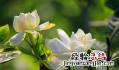 栀子花怎样修剪图解 栀子花怎样修剪