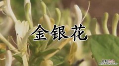 金银花常见病害防治方法