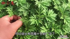 野艾蒿和艾草的区别