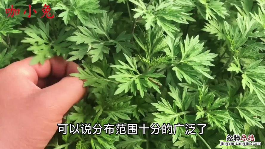 野艾蒿和艾草的区别