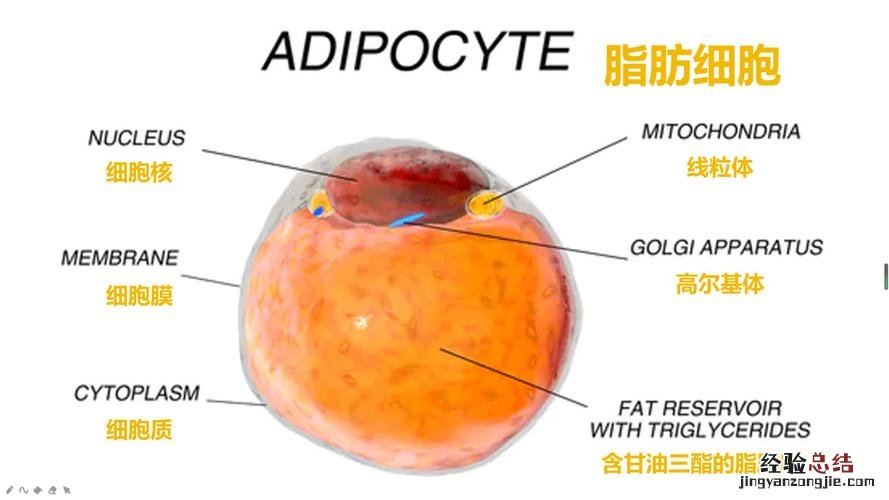 分生区细胞的特点