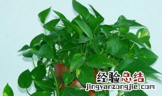 绿萝花适合放在卧室吗 绿萝花放在卧室适合吗