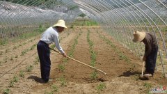 夏天施肥不能停，浇水加点料，根肥叶绿花呼呼开！