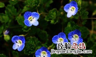 阿拉伯婆婆纳的花语 阿拉伯婆婆纳花语的故事