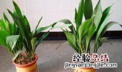 适合室外养的盆栽植物 有什么适合在室外养的植物