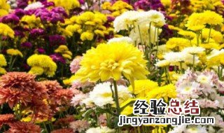 菊花花苞黑了怎么回事 菊花花苞变黑是怎么回事