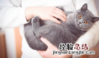 沙发猫尿味怎么去除 如何去除沙发上猫尿味