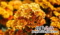 菊花种子怎么采收 菊花种子采收时间