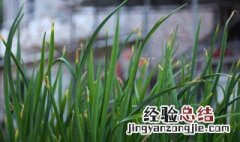 怎么种韭菜 韭菜的种植方法介绍