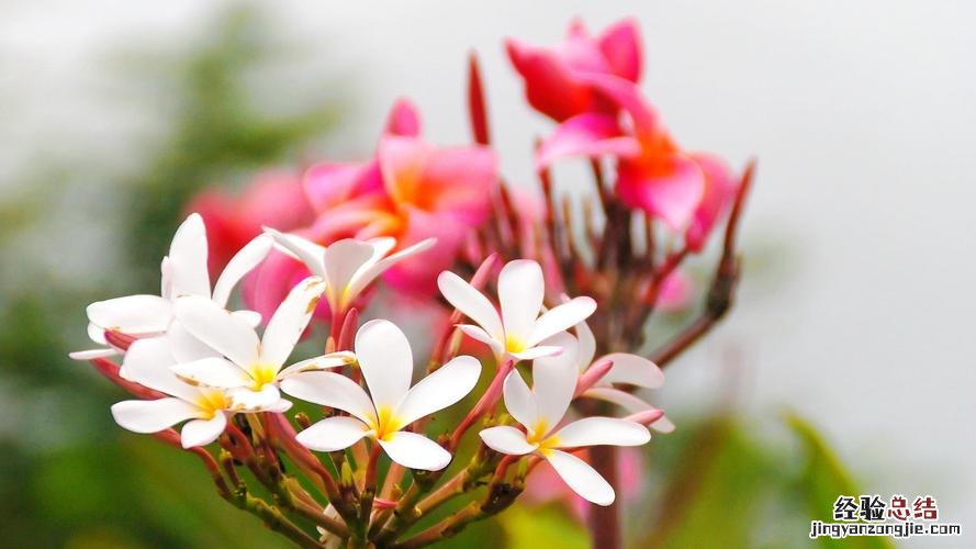 杜鹃花施肥要点