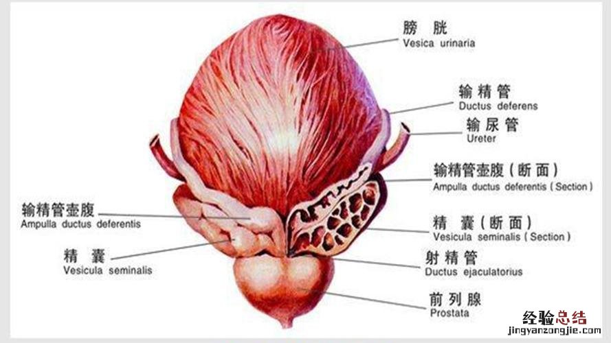 后是什么结构