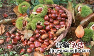 存储板栗方法 栗子保存的方法技巧