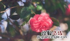 情人节送老婆什么花最好 情人节送老婆什么花