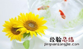 向日葵没有太阳会怎样变化 向日葵没有太阳会怎样?-