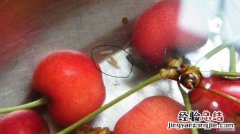 樱桃里面的虫子是什么虫子