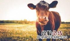 牛脂盖肉是哪个部位 牛肉脂盖是什么地方的肉