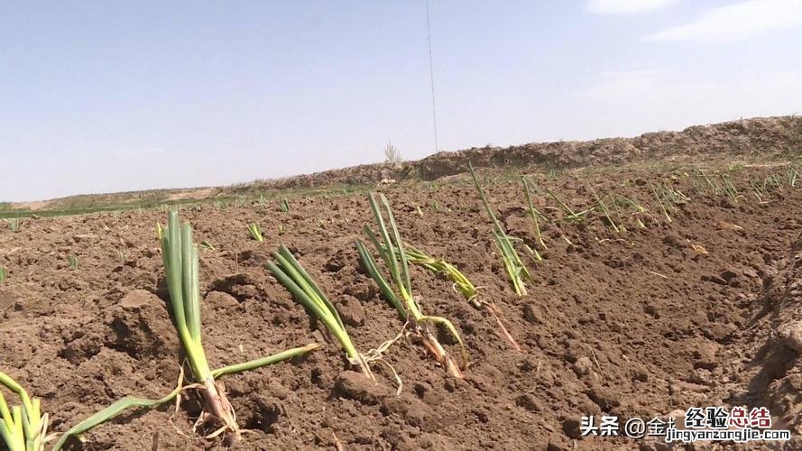 家里怎么种葱