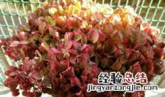 熔岩花怎么养 熔岩花怎么养才能开花