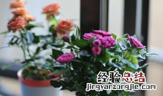 夏天玫瑰花怎么养护 夏天玫瑰花怎么养