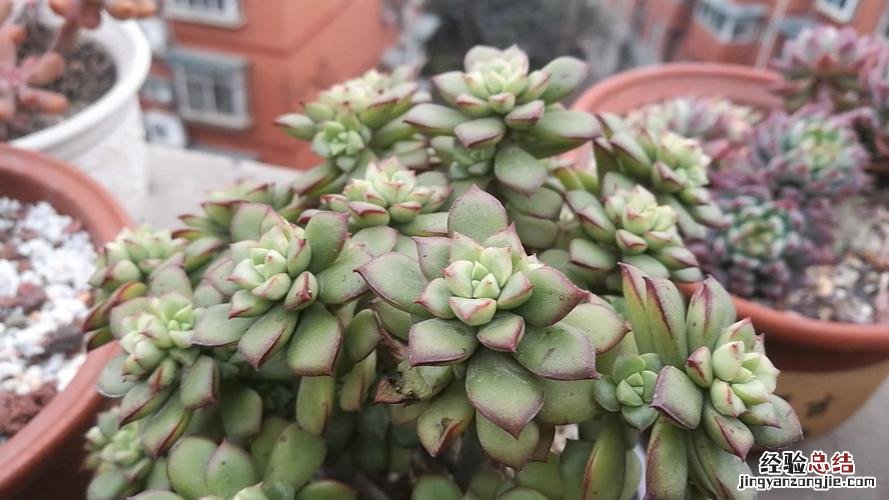 多肉植物酥皮鸭的养护要点