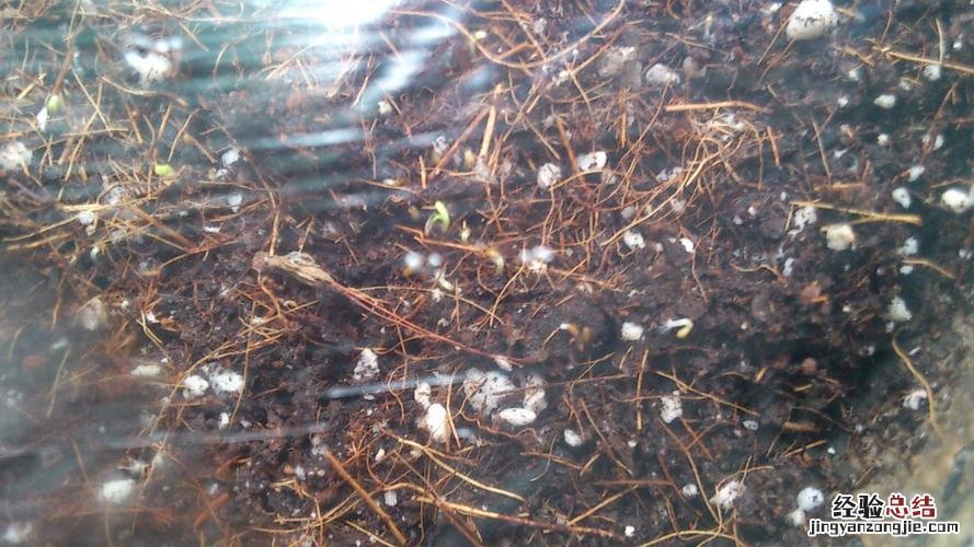 百里香的养殖方法