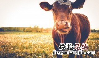 牛元宝肉是哪个部位 牛元宝肉是牛的哪个部位