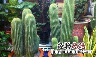 仙人柱培育方法 仙人柱培育方法简单介绍