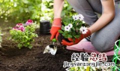 家里种菜多久施肥一次 种菜多久可以施肥