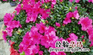 杜鹃花几天浇一次水比较好 杜鹃花怎么浇水