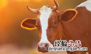 牛胸骨肉是牛的哪个部位 牛胸肉是牛的哪个部位