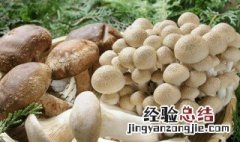 菌菇类清洗方法 菌菇类清洗方法是什么