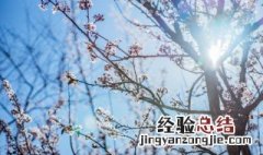 梅花要在什么时候修剪最合适 梅花的修剪栽培与造型什么时间合适