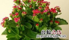 长寿花怎么养护 长寿花夏天怎么养护