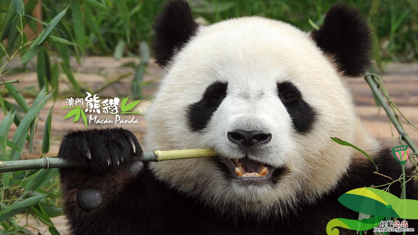 imf是什么