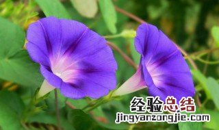 牵牛花的特点是什么 牵牛花的特点介绍