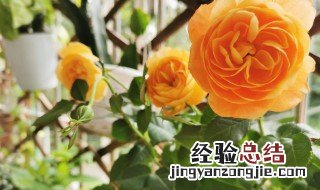 玫瑰开花后如何修剪 玫瑰开花后如何修剪枝条