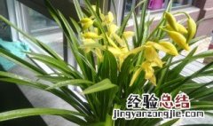 小神童怎样养才能开花快 小神童怎样养才能开花