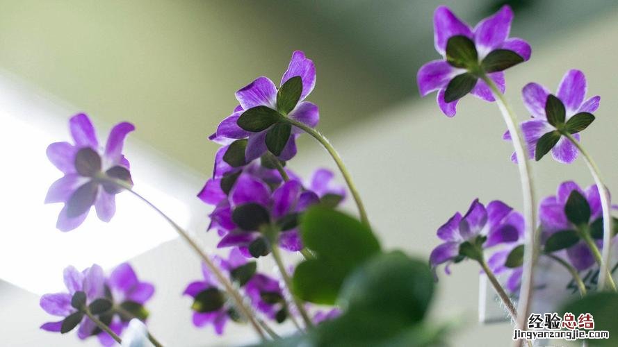 茉莉的花语和故事