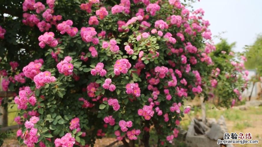 蔷薇花花期是什么时候