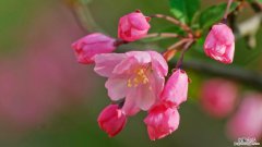 海棠花什么时候开，海棠花图片