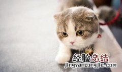 猫可以直接上飞机吗 猫能上飞机吗