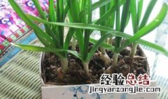 大蒜种植的方法 大蒜的种植方法及注意思事项