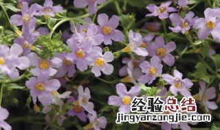 百可花的养殖方法和注意事项 百可花的怎样扦插