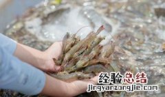 虾子的上钩方法 怎么样更容易让它上钩