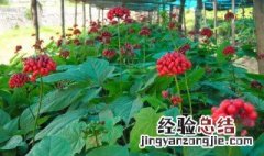 红人参种植方法 红人参种植方法介绍