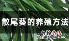 小散尾葵图片 小散尾葵的养殖方法和注意事项