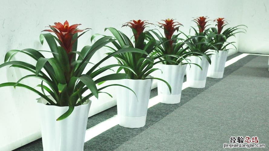 这7种植物能改善你的家居风水