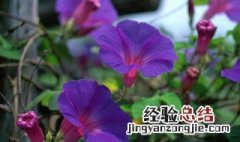 牵牛花的象征意义60字 牵牛花的象征意义