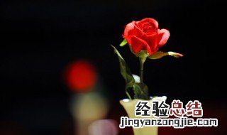 老公送老婆什么花合适 老婆给老公送花合适吗