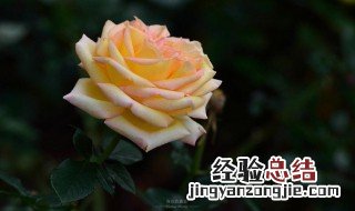 农历二月十四是什么节日 农历二月十四是几月几日